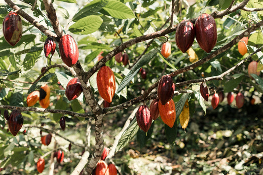 Por que o chocolate brasileiro está ganhando destaque mundial